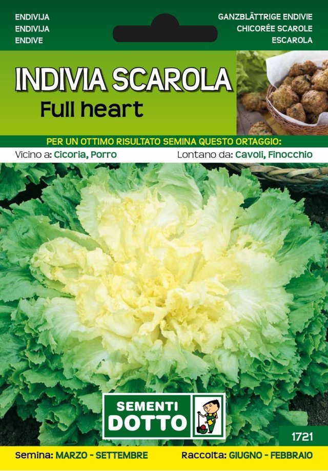 Indivia Scarola Full Heart - Giardango