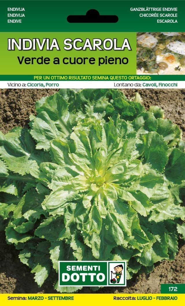 Indivia Scarola Verde a Cuore Pieno