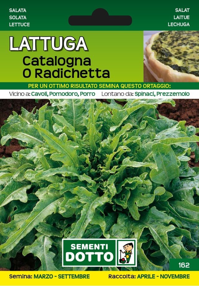 Lattuga Catalogna o Radichetta - Giardango