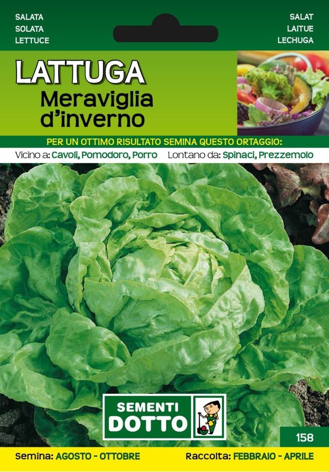 Lattuga Meraviglia d'Inverno - Giardango
