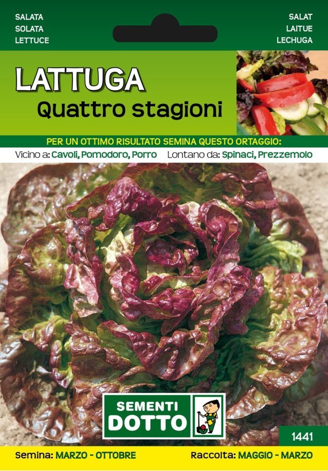 Lattuga Quattro Stagioni - Giardango