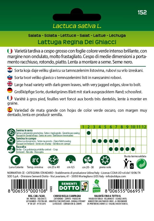 Lattuga Regina dei Ghiacci