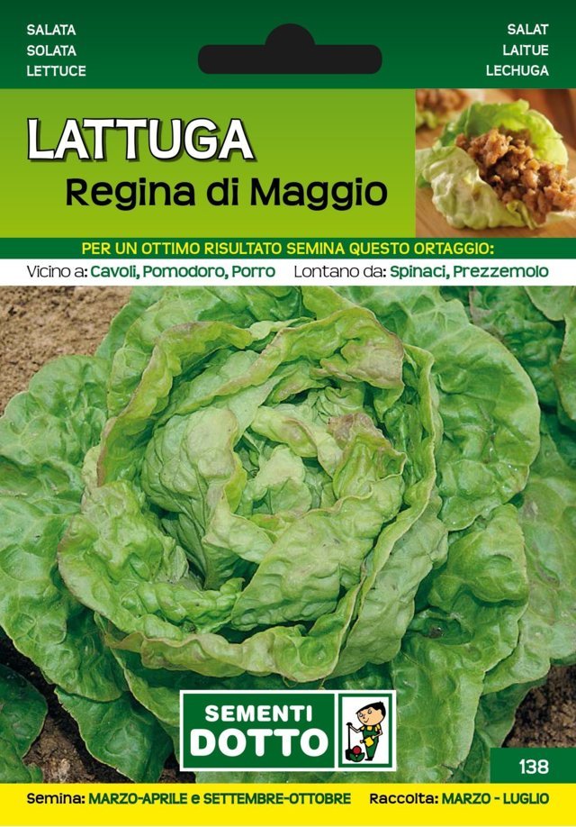 Lattuga Regina di Maggio