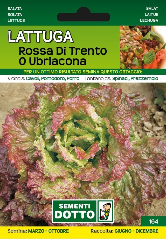 Lattuga Rossa di Trento o Ubriacona
