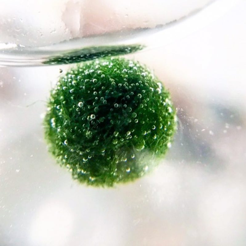 Marimo collezione 3 vasi - alga dell'unione e armonia