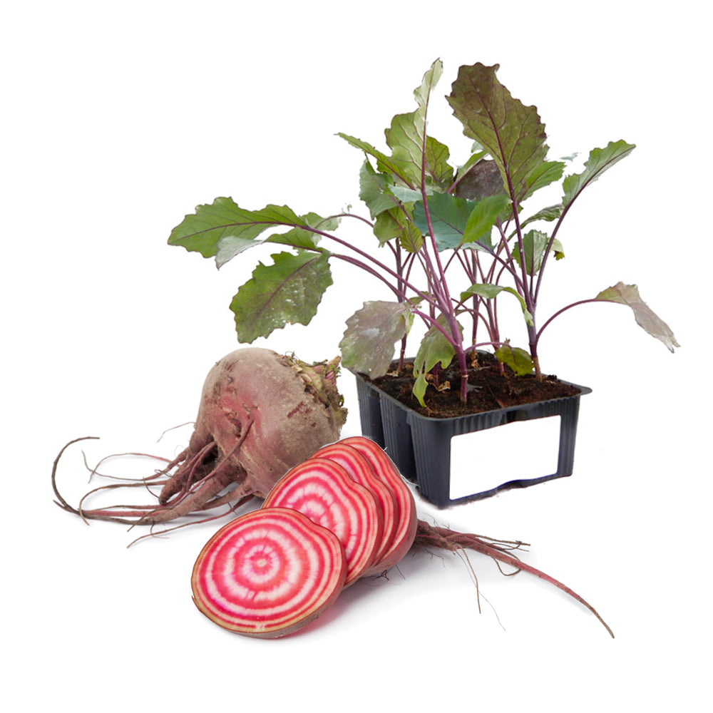 Bietola Rossa di Chioggia Bersaglio