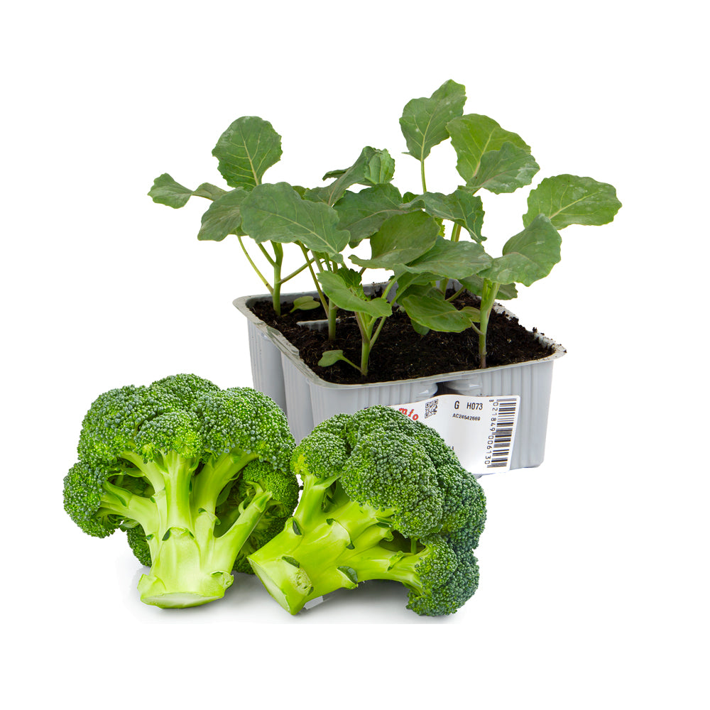 Broccolo Calabrese Precoce Heraklion