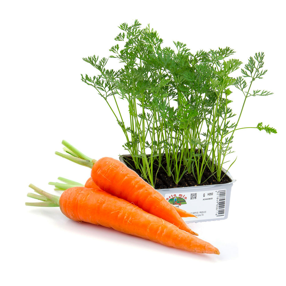 Carota Nantese Allyance