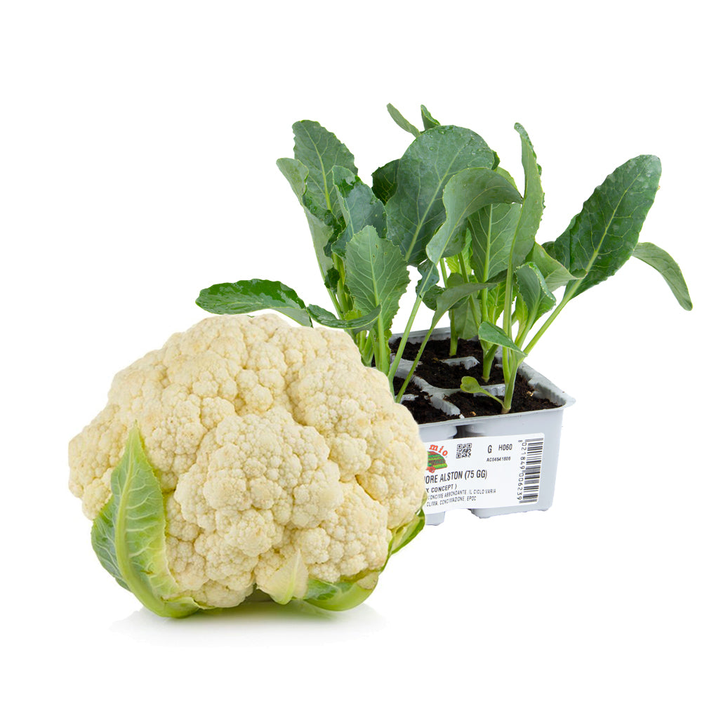 Cavolfiore Estivo Alston - Giardango