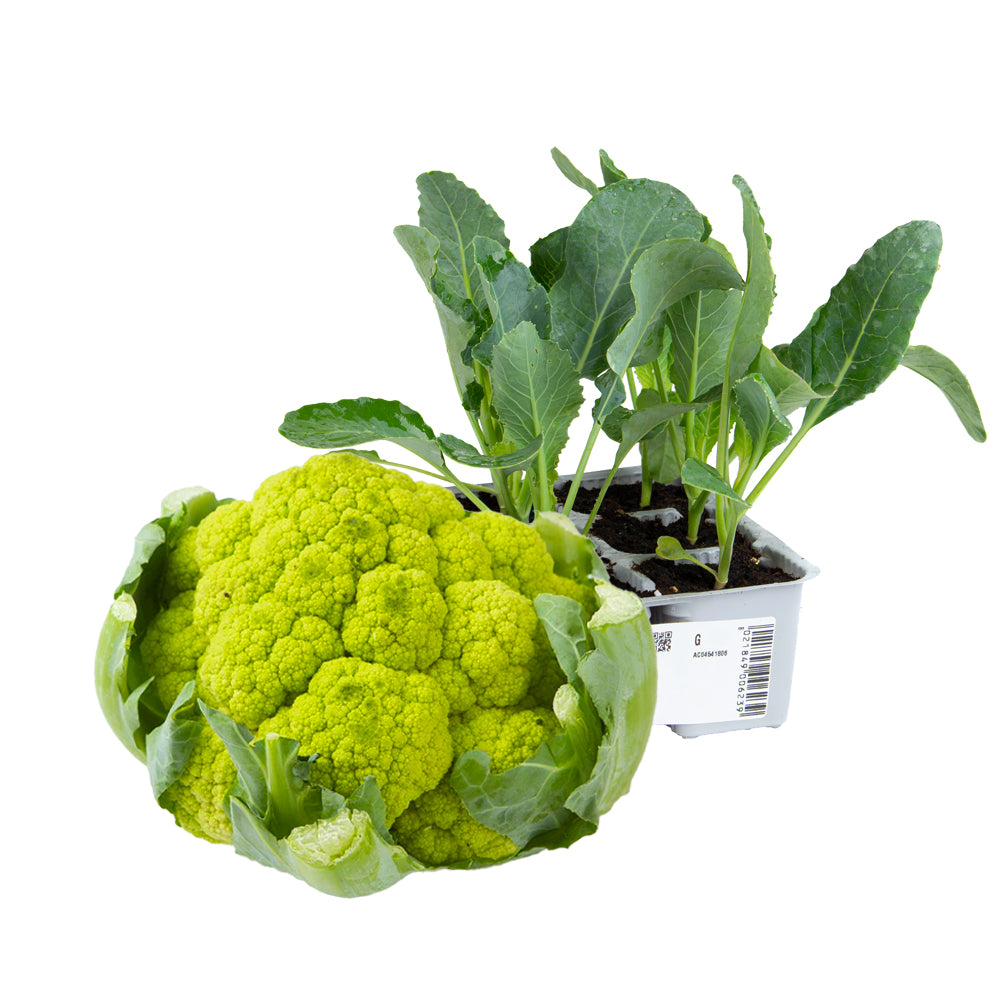 Cavolfiore Macerata Precoce Gilverde - Giardango