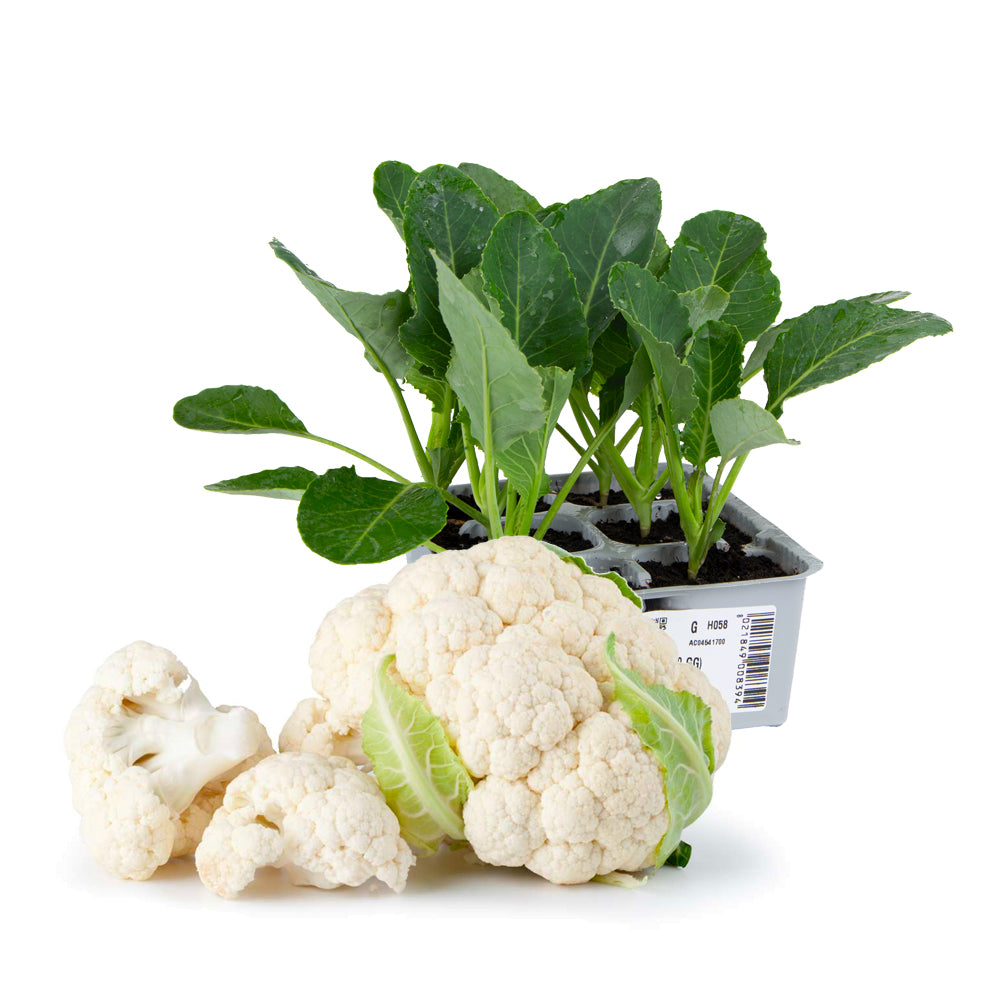 Cavolfiore per zone montane Magister - Giardango