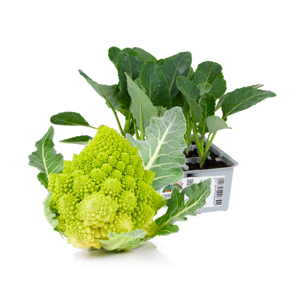 Cavolfiore Romanesco Precoce Puntoverde - Giardango