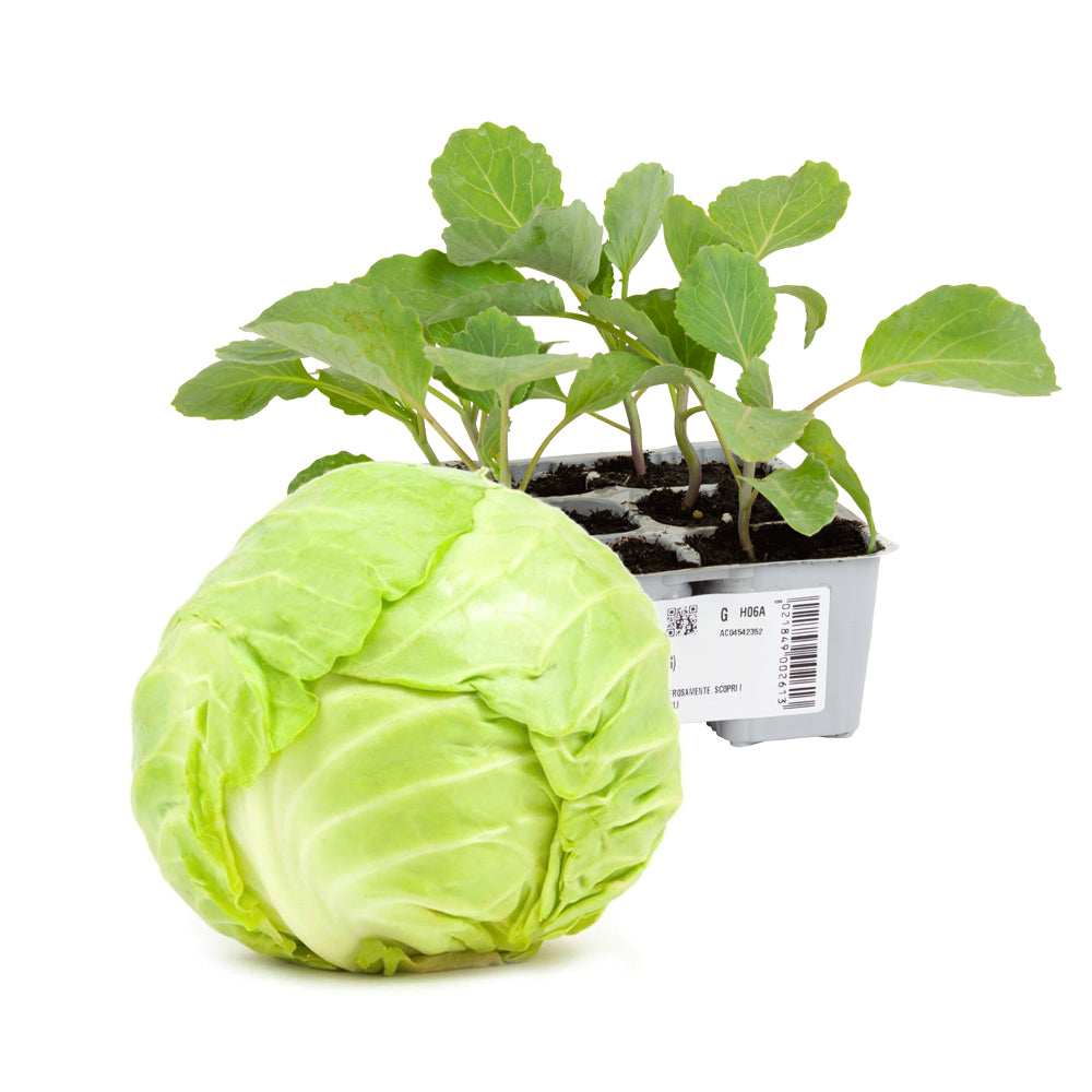 Cavolo Cappuccio Tondo Precoce Cilema - Giardango