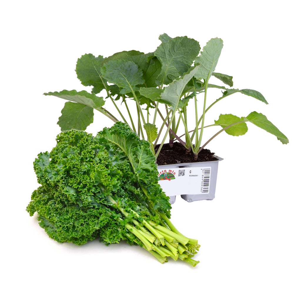 Cavolo Riccio Karillo - Giardango