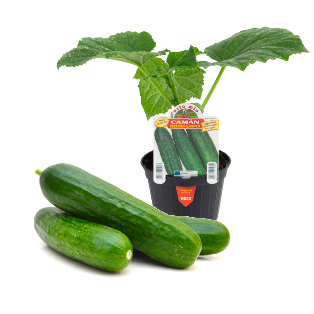 Cetriolo Classico Caman