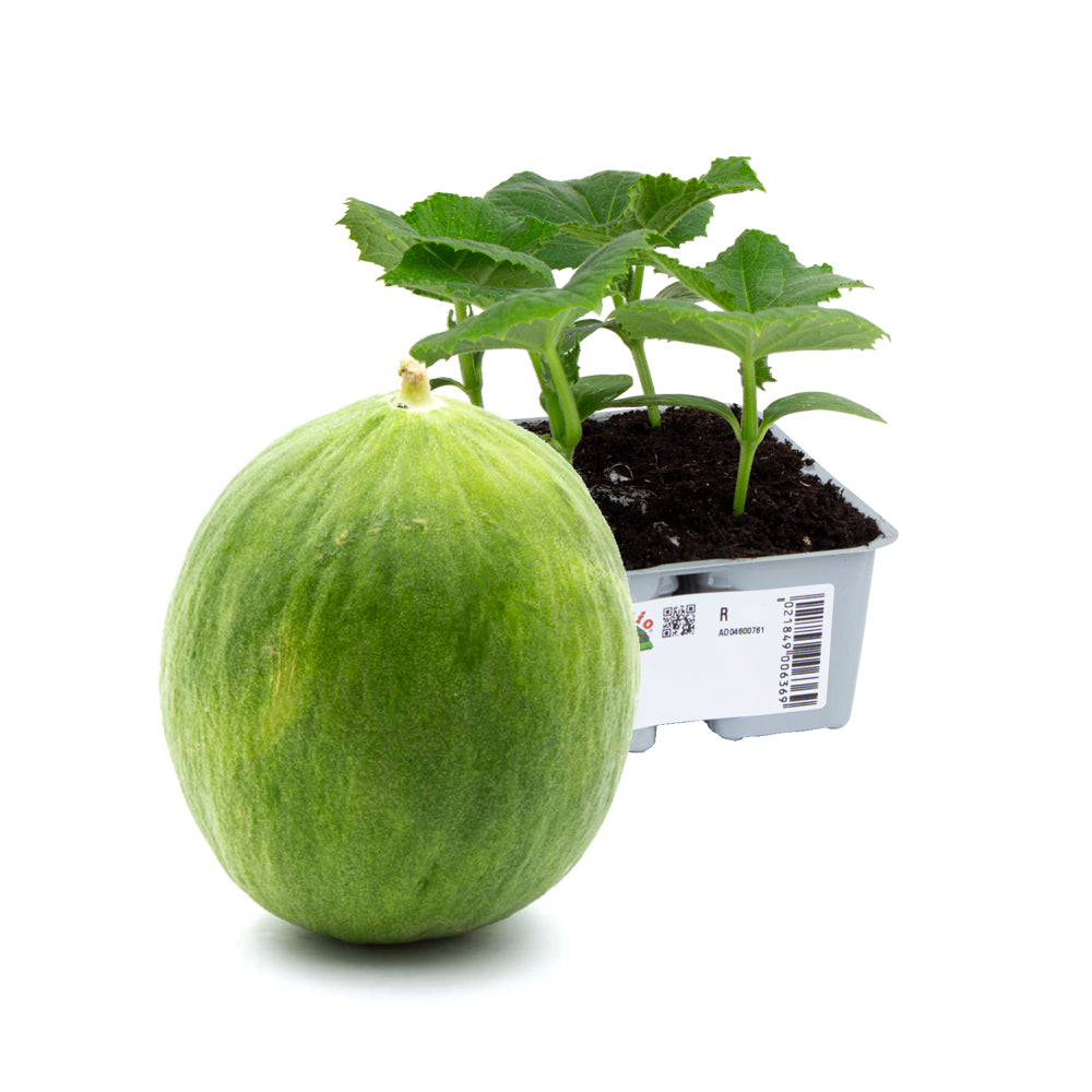 Cetriolo Carosello Barattiere o Tondo Di Fasano