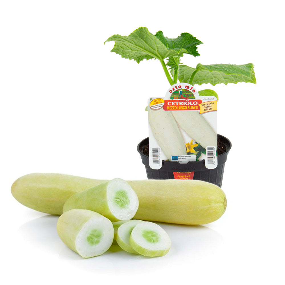 Cetriolo Mezzo Lungo Bianco