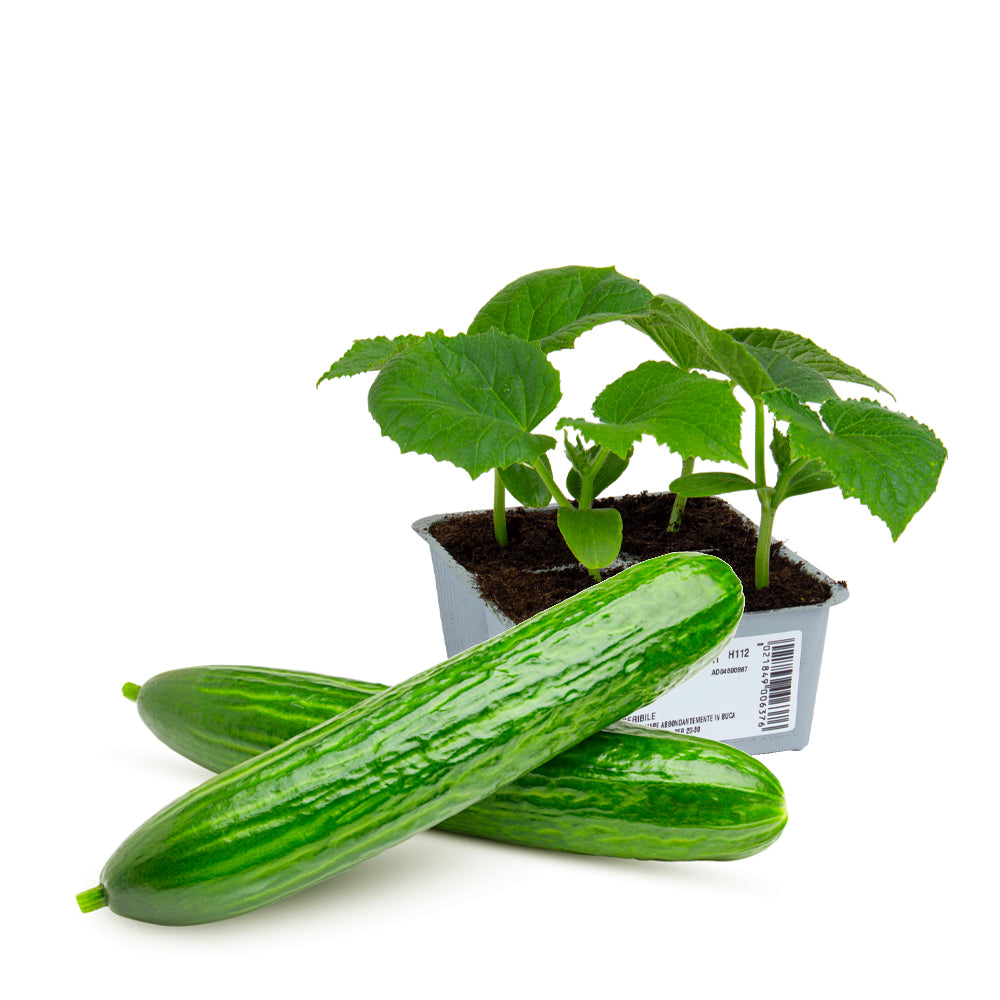 Cetriolo Lungo Burpless