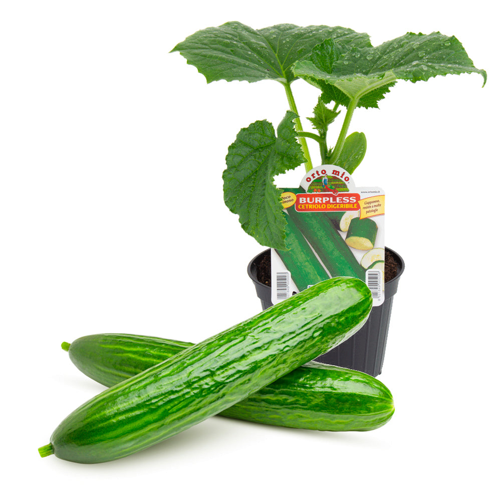 Cetriolo Lungo Burpless