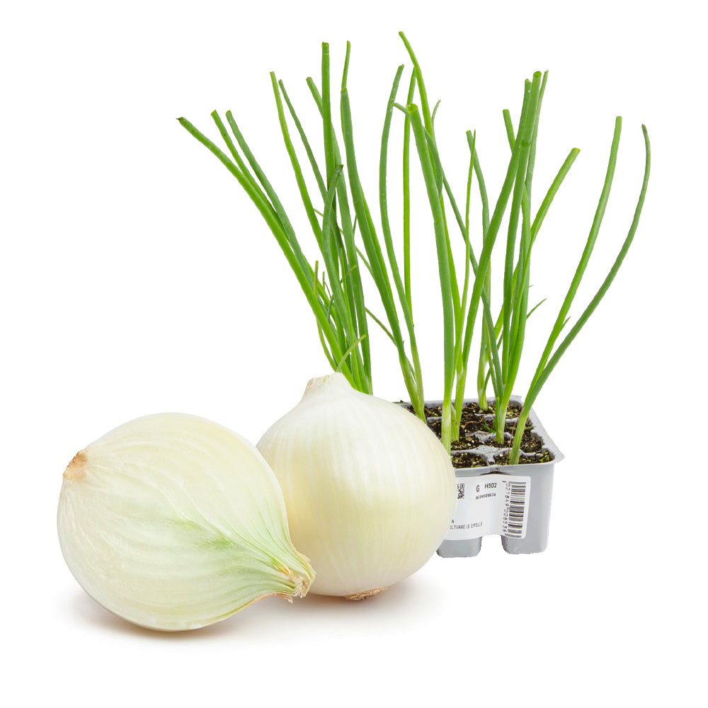 Cipolla Bianca Tonda Musona