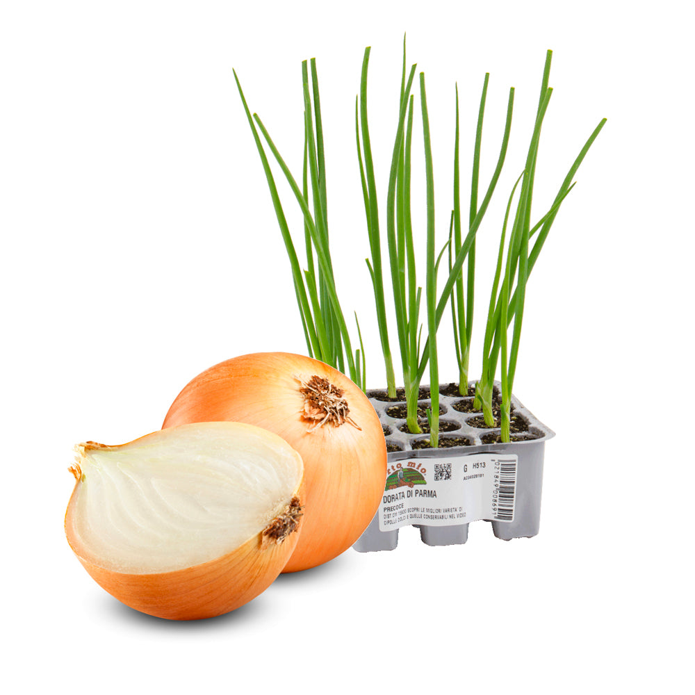 Cipolla Dorata di Parma precoce