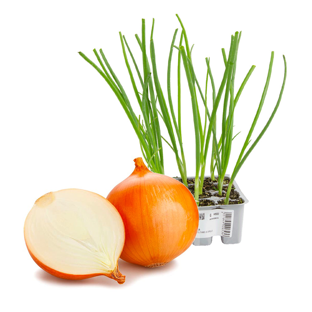 Cipolla Dorata di Bologna