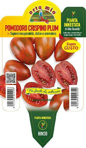 Pomodoro Crispino lo Zebrino Plum F1 Vaso 14 Cm - Giardango