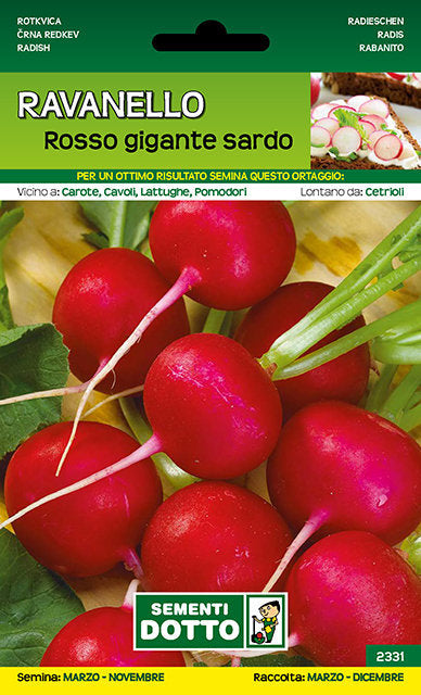 Ravanello Rosso Gigante Sardo