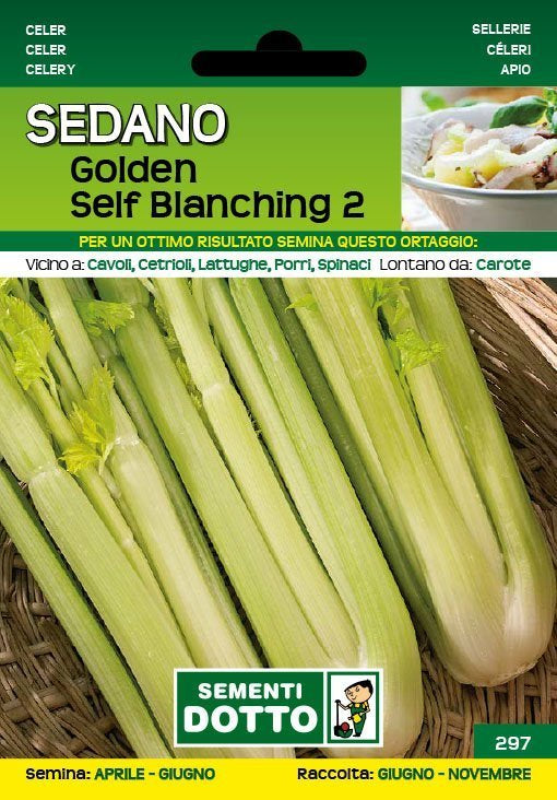 Sedano Golden Self Blanching 2