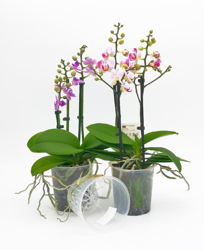 vaso per orchidee trasparente green basics 13cm Babilonia Shop
