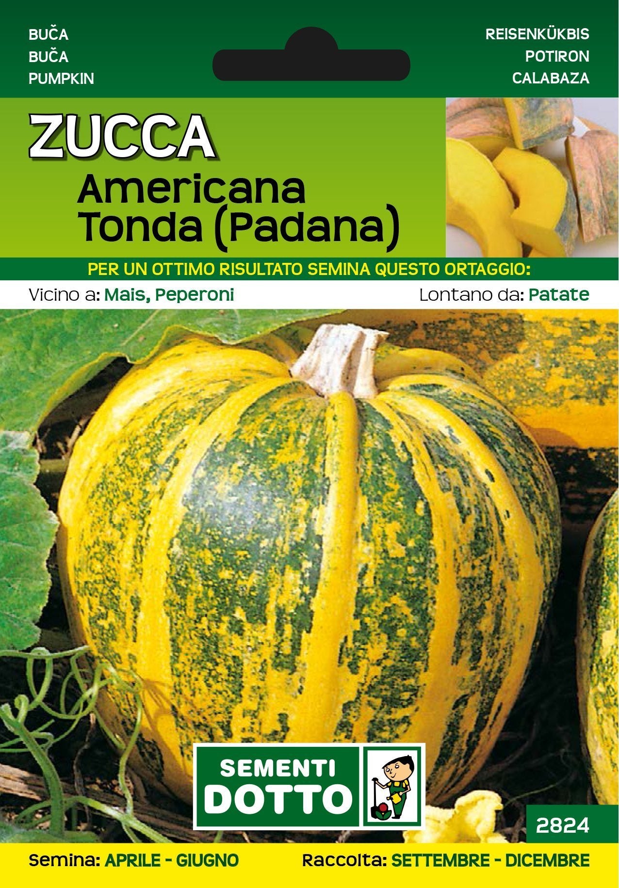 Zucca Americana Tonda