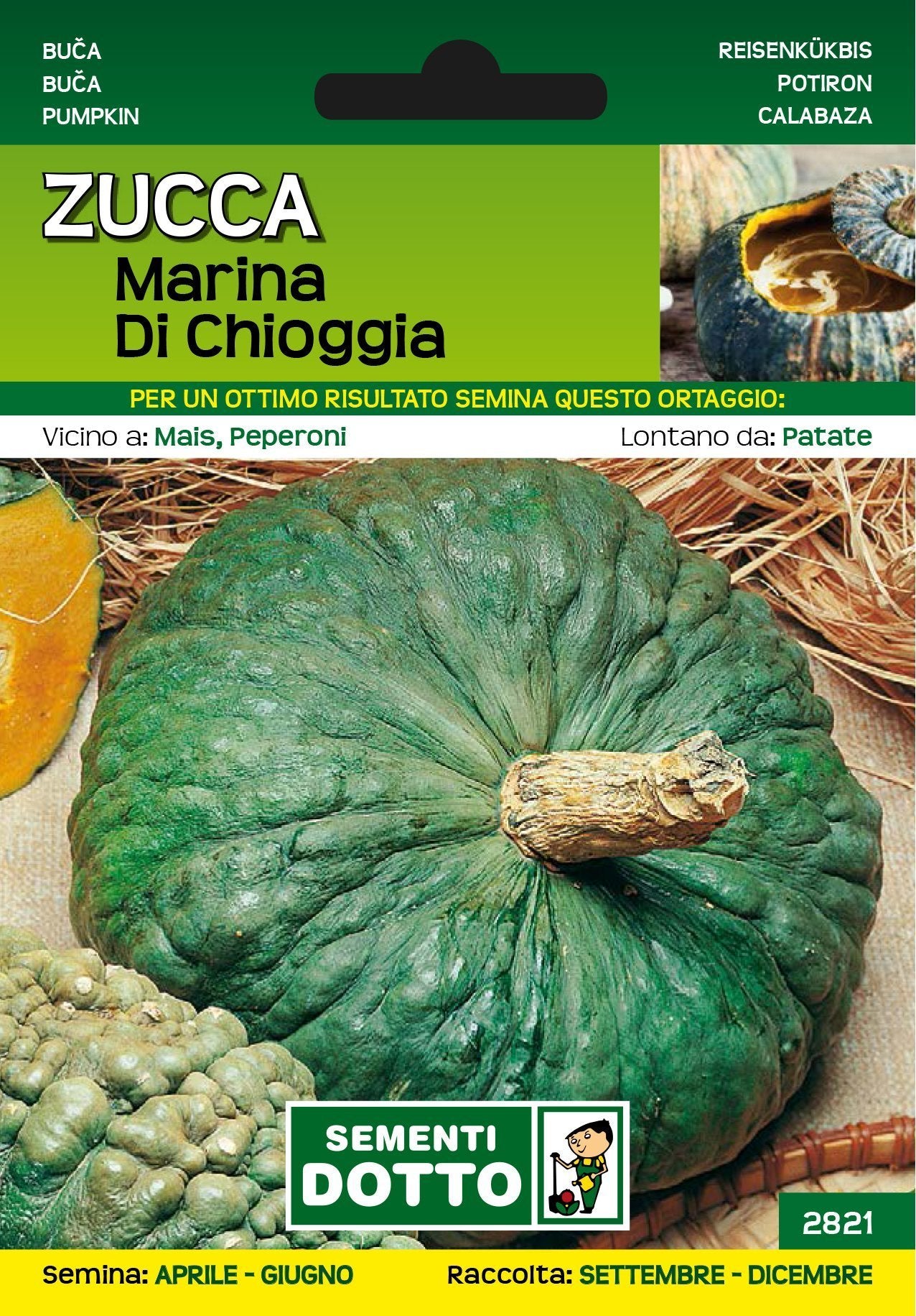 Zucca Marina di Chioggia