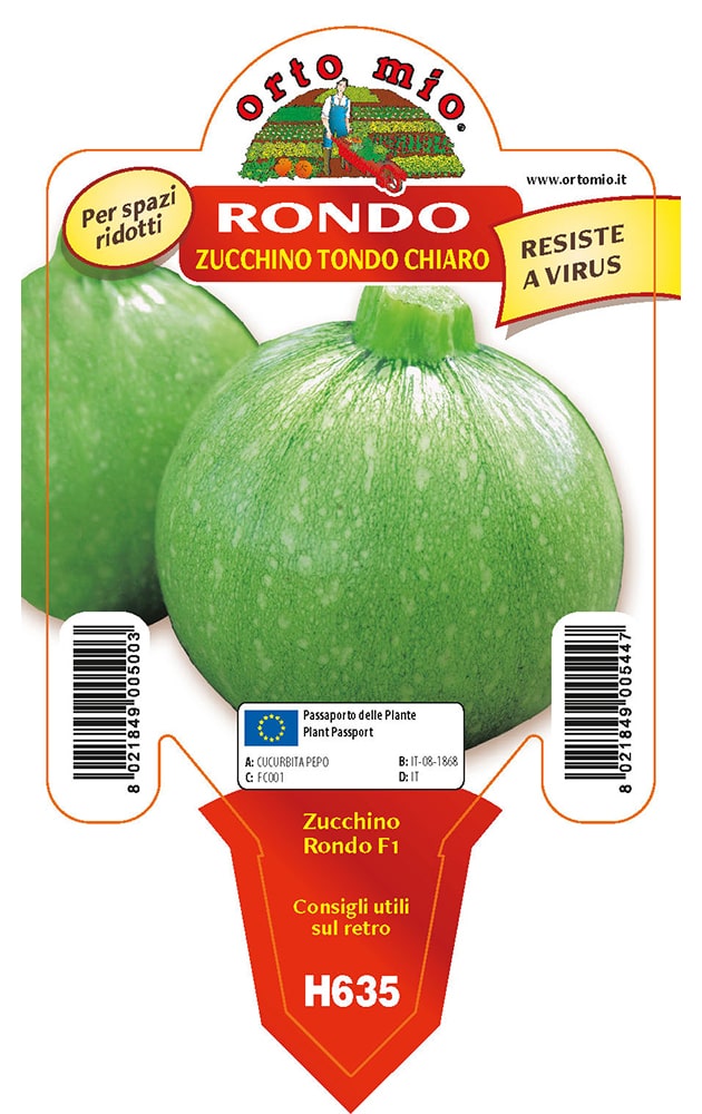 Zucchino Tondo Chiaro Rondo F1 Vaso 10 Cm