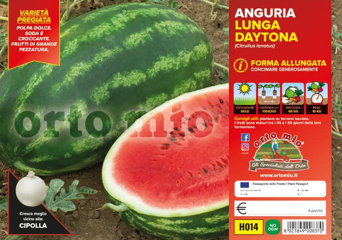 Anguria Lunga Daytona