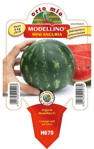 Anguria Mini Modellino
