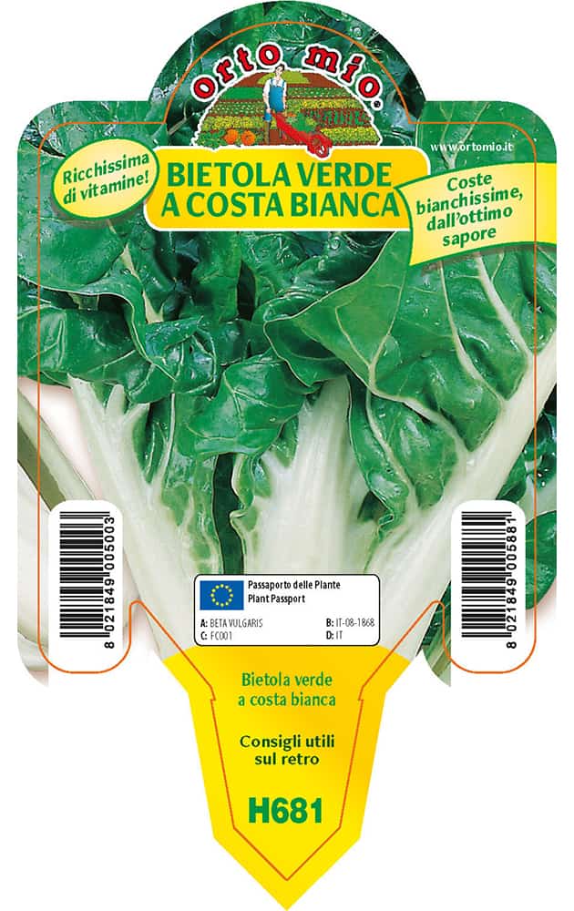 Bietola Verde a costa bianca Lusiana