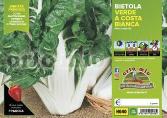 Bietola Verde a costa bianca Lusiana