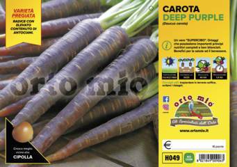 Carota Viola Deep Purple