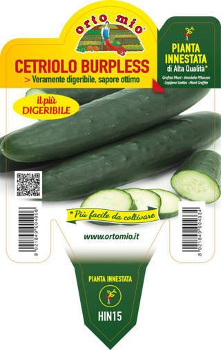 Cetriolo Lungo Burpless
