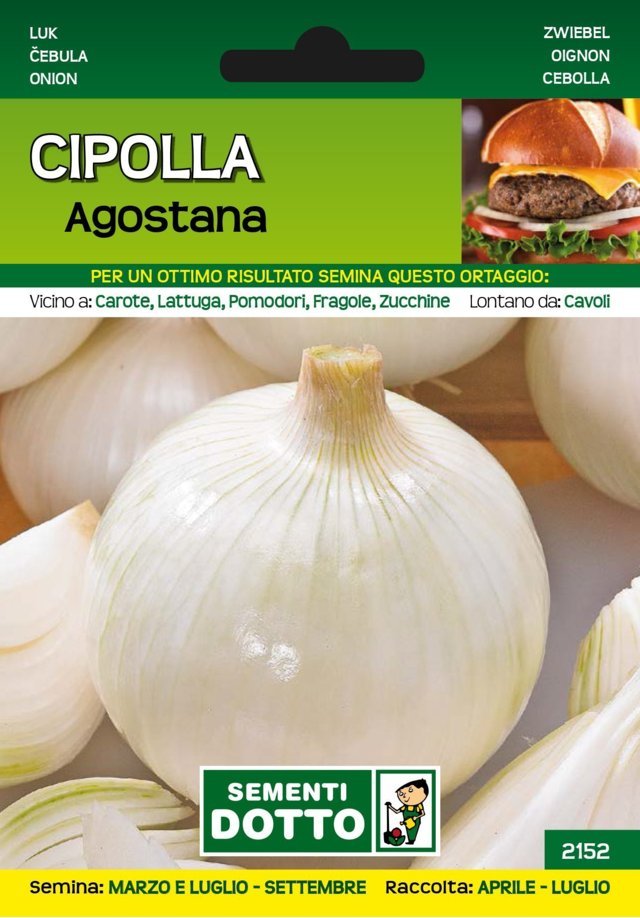 Cipolla Agostana Bianca - Giardango