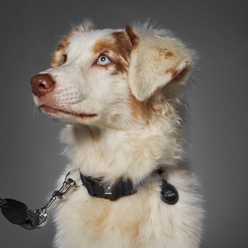 Collare in Nylon nero - Giardango