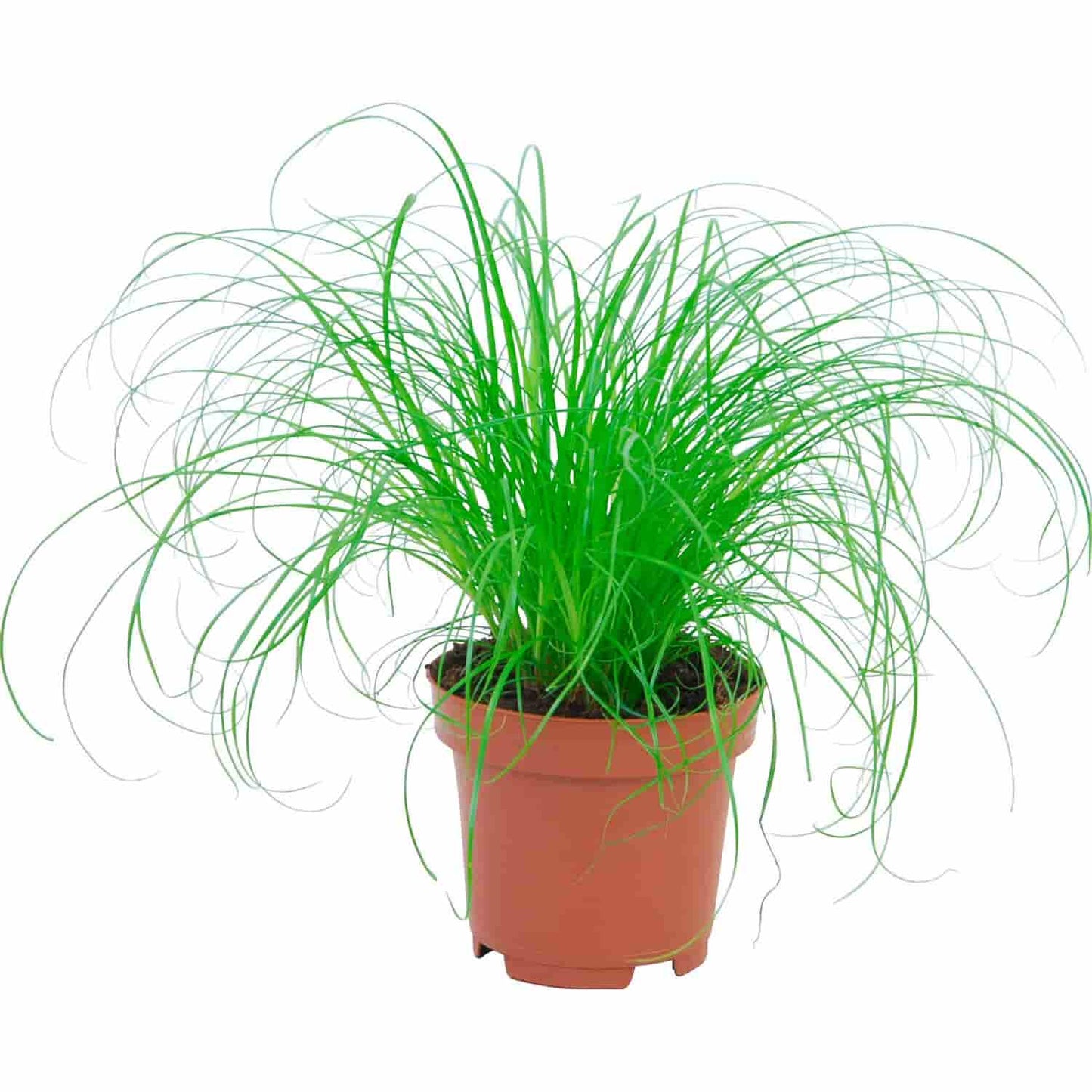 Erba gatta vaso 14 cm - Giardango