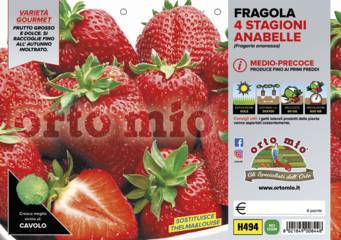 Fragola Rifiorente 4 stagioni Anabelle