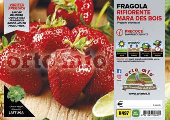 Fragola Rifiorente 4 stagioni Mara des Bois