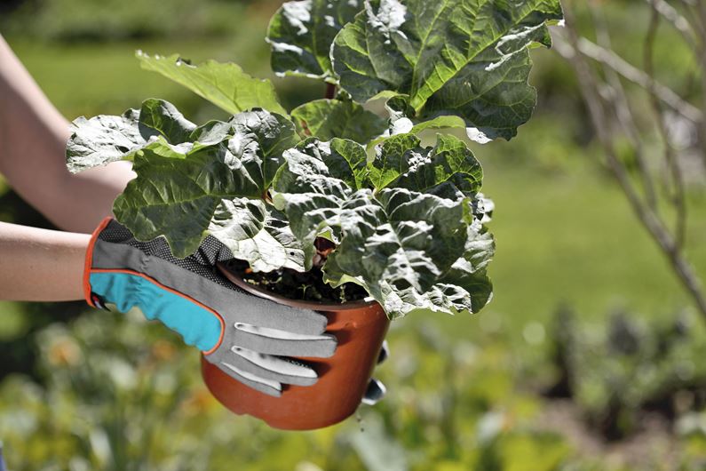 Guanti da Giardino Tuttofare - Giardango