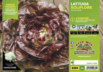 Lattuga Quattro stagioni