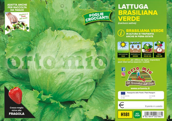Lattuga Brasiliana verde