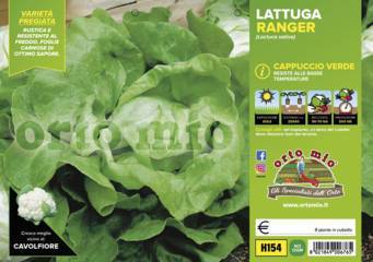 Lattuga Cappuccio verde