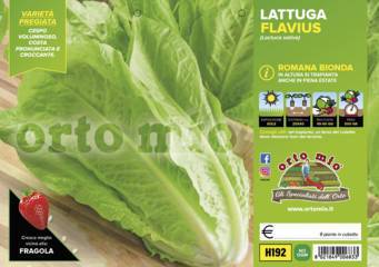 Lattuga Romana bionda