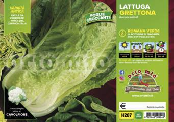 Lattuga Romana verde
